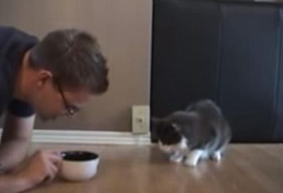 Il fait semblant de manger la nourriture de son chat, sa réaction est hilarante