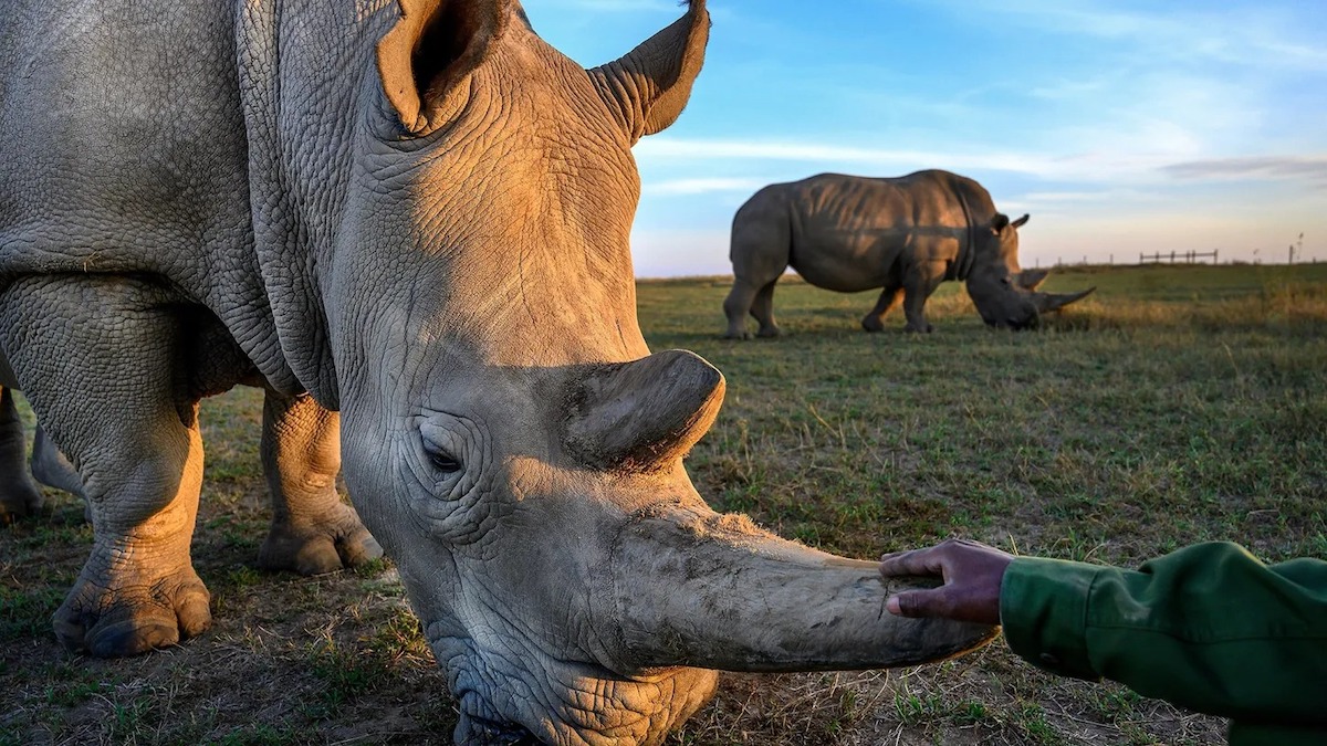 Il ne reste plus que 2 rhinocéros blancs du Nord sur Terre avant leur extinction