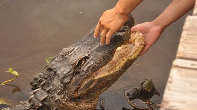 Il pêche lorsqu’un crocodile surgit pour lui demander de l’aide, il est sidéré quand il comprend pourquoi