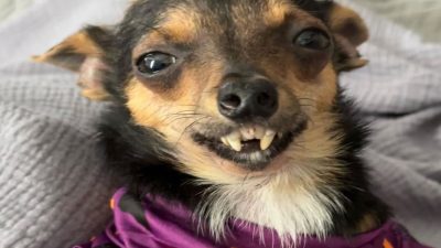 Ils sauvent ce chien d'une maladie rare, ses dents à celles d'un vampire : "Certains le trouvent laid"