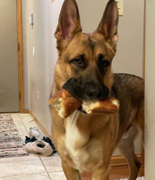 Jimmy, le chien qui préfère les morceaux de pain aux jouets pour chiens