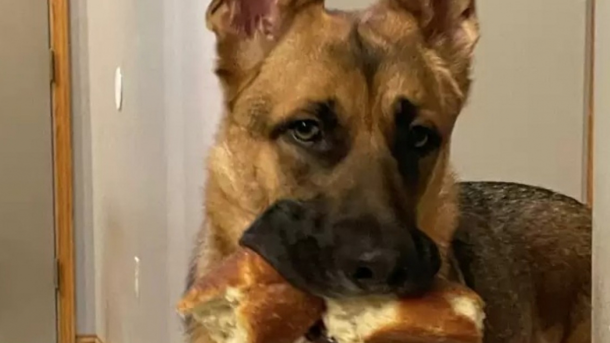 Jimmy, le chien qui préfère les morceaux de pain aux jouets pour chiens