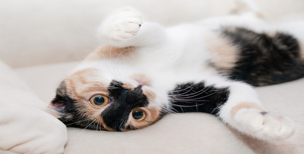 Journée internationale du chat : pourquoi les chats sont-ils mis à l’honneur le 20 février ?