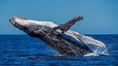 Journée mondiale de la baleine : l’importance de préserver ces géants des mers