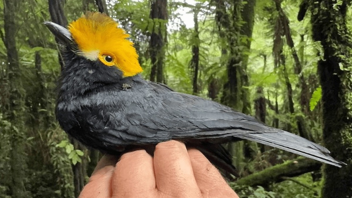 Le prionopo à crête : l'oiseau disparu a été revu après près de deux décennies