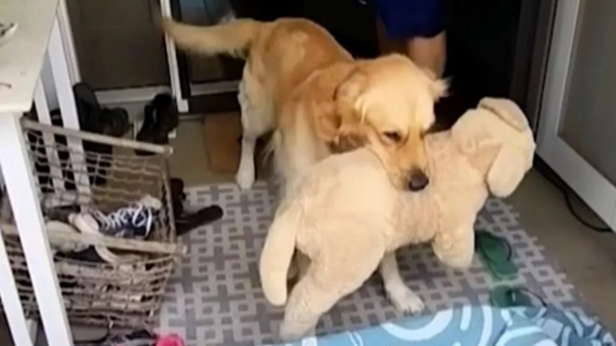 La réaction de ce chien face au nouveau membre de sa famille émeut les internautes