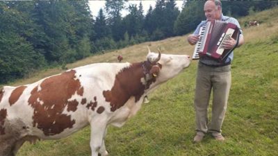 La réaction étrange d’une vache qui écoute pour la 1re fois un accordéon