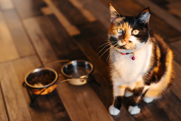 La trisomie 21 chez les chats : est-ce que cela existe vraiment ?