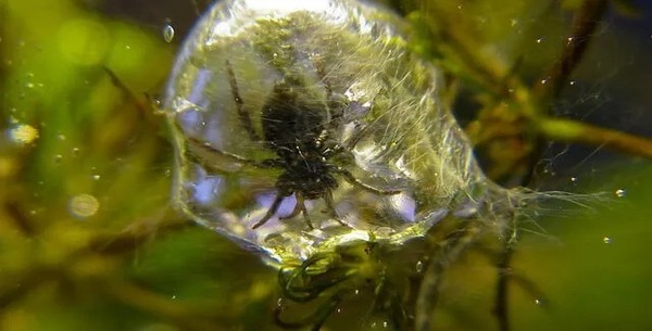 La vie sous-marine fascinante de la seule araignée qui construit un abri sous la mer