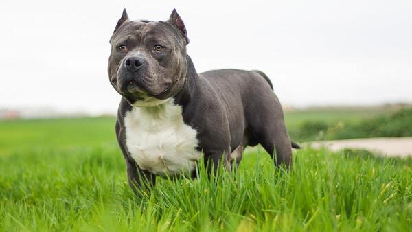 L'American Bully XL, le Royaume-Uni autorise à faire abattre cette race de chiens dès février