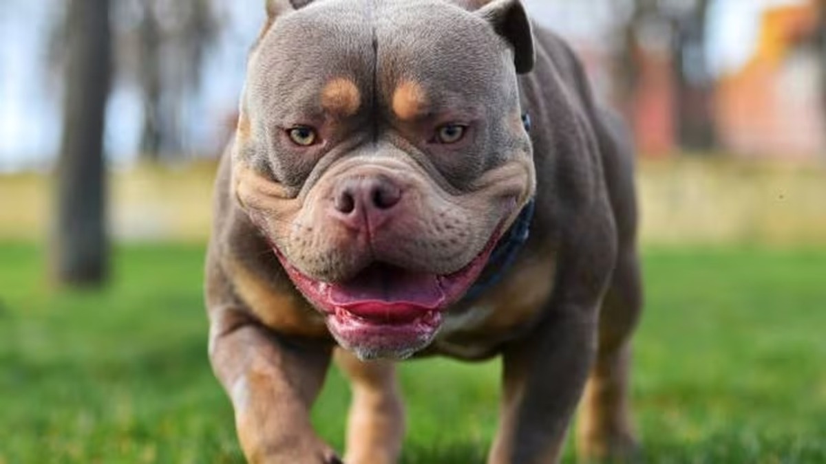 L'American Bully XL, le Royaume-Uni autorise à faire abattre cette race de chiens dès février