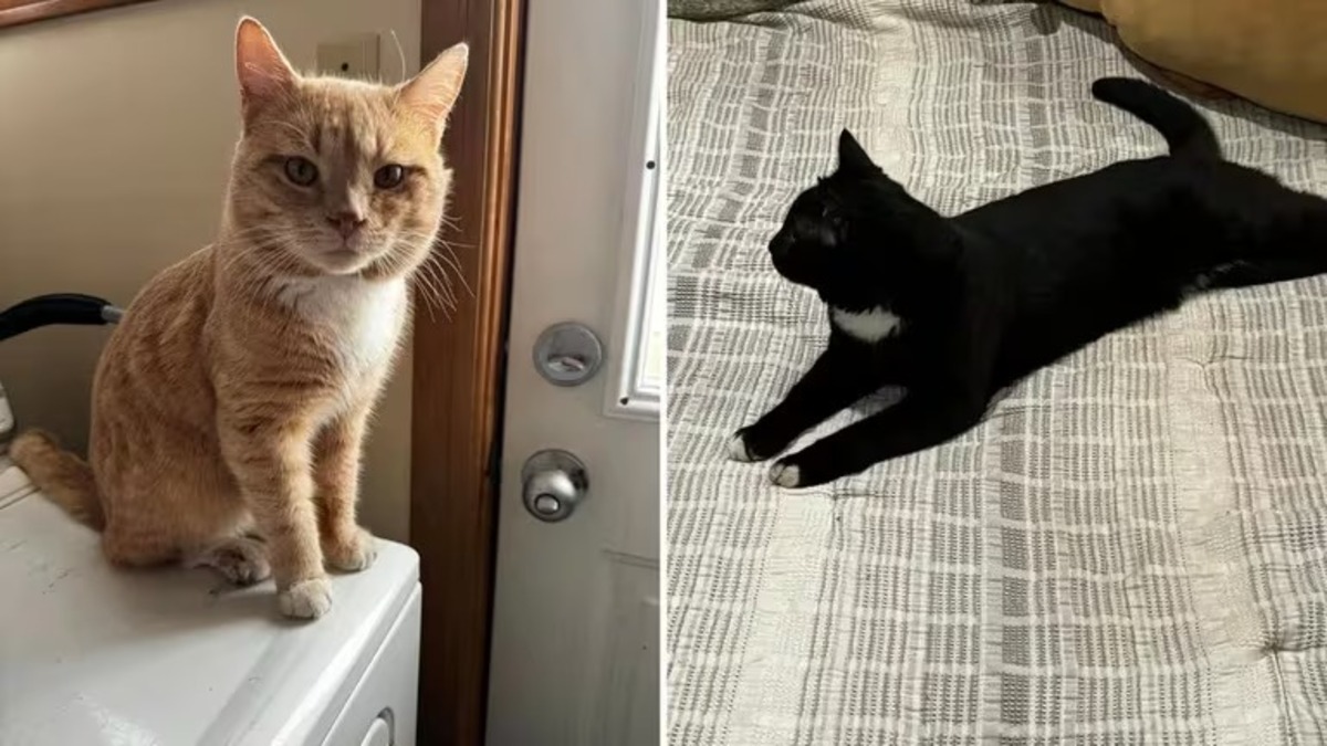 L'amitié bouleversante de ces 2 chats : leur vie va basculer pour toujours