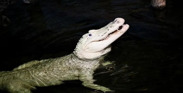 Le cas rare de Thibodaux, l'alligator qui a « caché » un trésor de 70 pièces dans son estomac