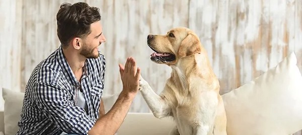 Le lien spécial qui vous unit à votre chien : 3 raisons pour lesquelles il s'attache à vous