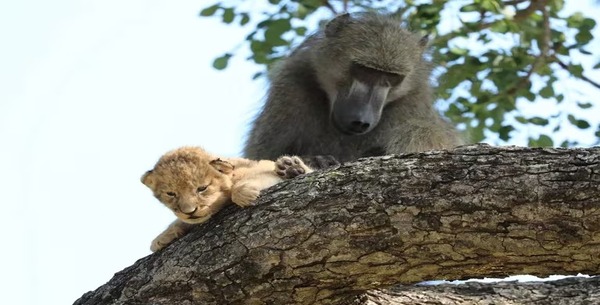 Un babouin capture un lionceau en Afrique du Sud, une scène incroyable