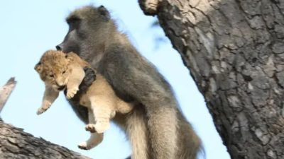 Un babouin capture un lionceau en Afrique du Sud, une scène incroyable