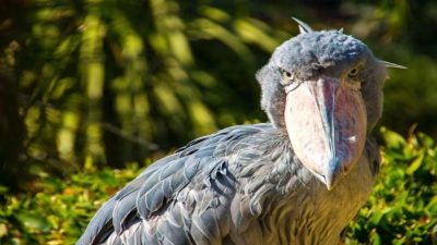 Oiseau : le regard profond du bec-en-sabot qui impressionne tout le monde