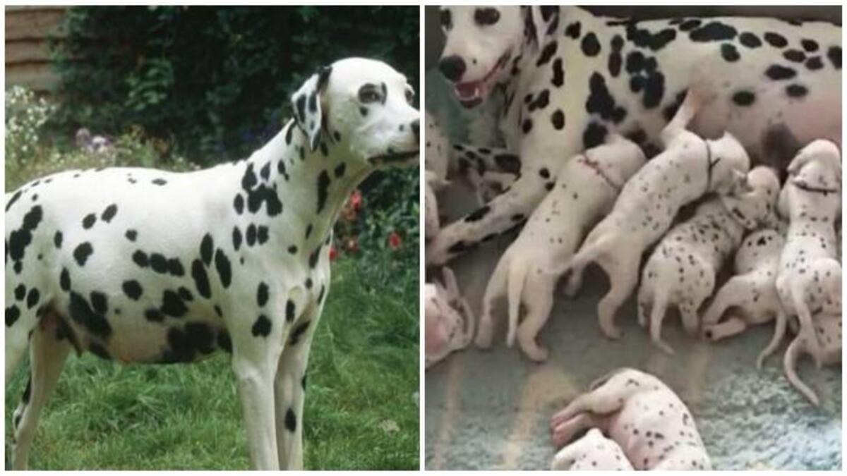 Le vétérinaire pense que ce dalmatien va accoucher de 4 chiots, l’inimaginable se produit