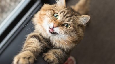 3 manières très particulières dont les chats communiquent avec vous
