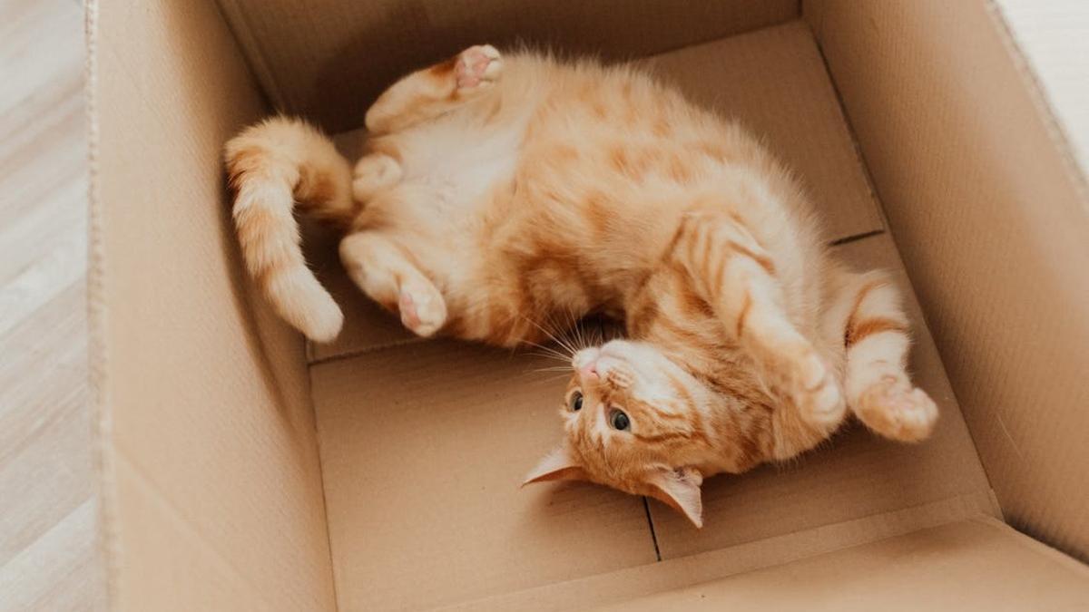 Les 3 vraies raisons pour lesquelles les chats aiment les boîtes