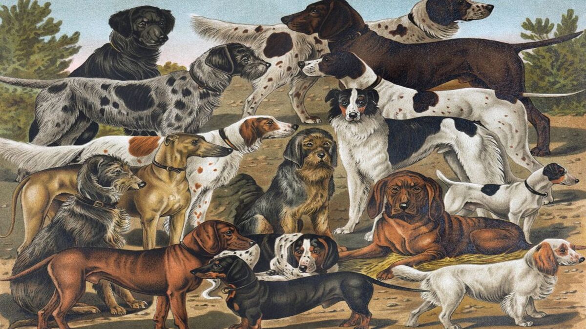 Les 5 races de chiens les plus difficiles à dresser, et ce ne sont pas celles auxquelles vous pensez