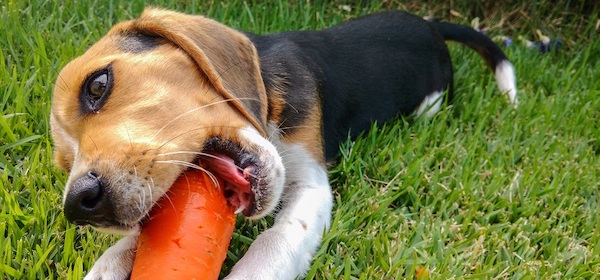 Les 8 aliments qui sont excellents pour votre chien sans que vous le sachiez