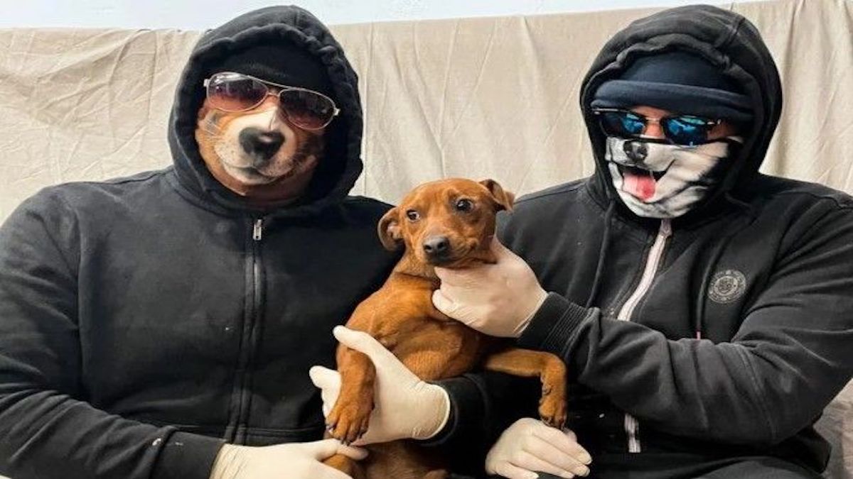 Les 5 races de chiens les plus volées au monde