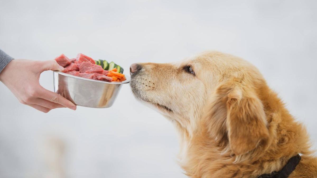 Les aliments que votre chien devrait manger à chaque repas pour être en parfaite santé