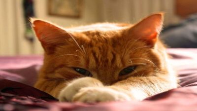 Les chats orange sont des félins très spéciaux selon des scientifiques, voici pourquoi