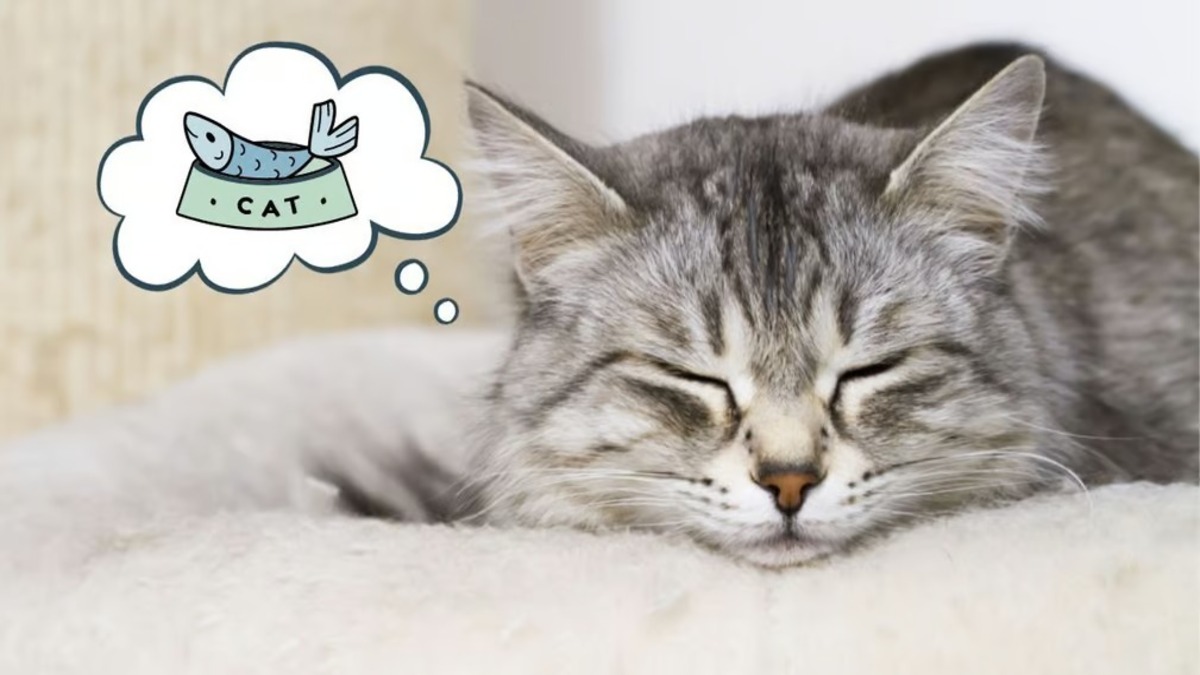 Les chats rêvent-ils Les secrets du sommeil de votre chat révélés !