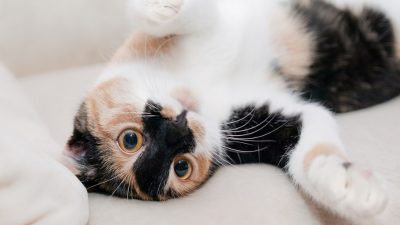 Les chats se soucient-ils de leurs maîtres ? La réponse des scientifiques