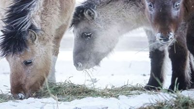 Les chevaux sibériens évoluent rapidement, selon une étude