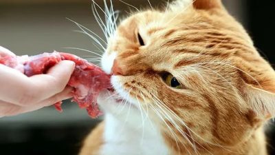 Les chiens et les chats peuvent-ils manger de la viande crue ? Voici la réponse