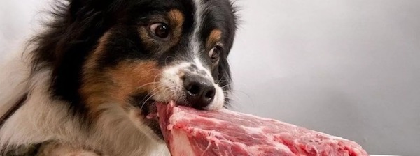Les chiens et les chats peuvent-ils manger de la viande crue ? Voici la réponse