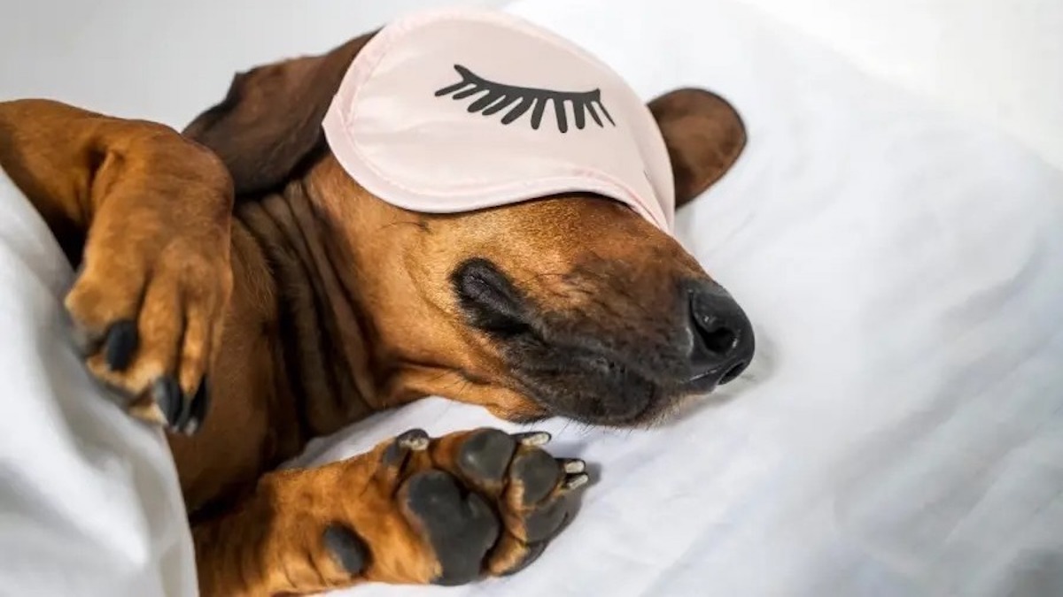 Cauchemars chez les chiens lorsqu'ils dorment : les explications des experts