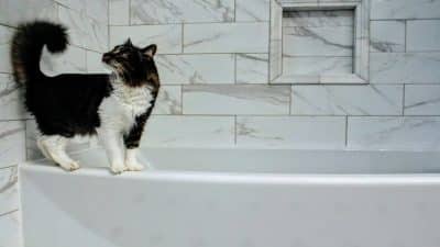 Les conseils d'un vétérinaire sur la façon de donner un bain à un chat et de le faire correctement