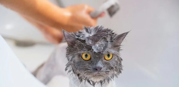 Les conseils d'un vétérinaire sur la façon de donner un bain à un chat et de le faire correctement