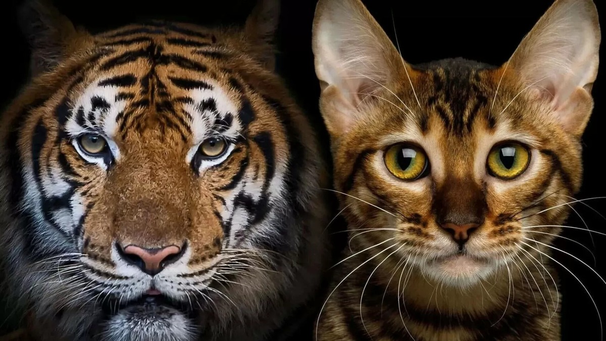Les lions et les tigres ne sont pas des félins et ne sont pas non plus de la même famille que les chats pour une raison particulière