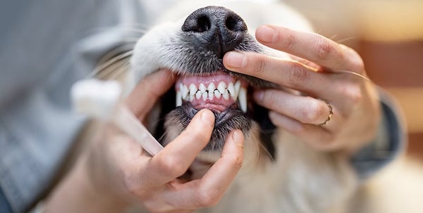 Les raisons pour lesquelles il est si important de garder les dents de votre chien propres 