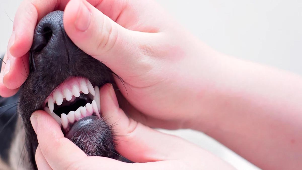 Les raisons pour lesquelles il est si important de garder les dents de votre chien propres