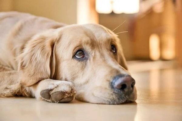Les signes révélateurs que votre chien souffre d’une douleur, d’une blessure ou d'un malaise