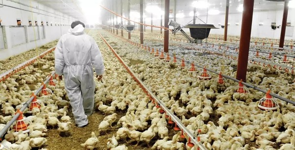 Les vaches et les poulets menacés par le changement climatique, un impact dévastateur selon les scientifiques