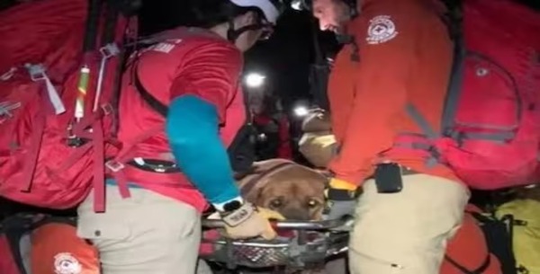 Floyd, le chien obèse, en a eu marre de marcher en montagne, les pompiers doivent intervenir