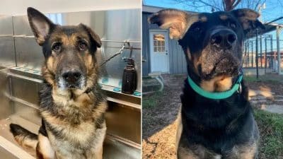 L'histoire émouvante de 2 chiens qui ont défié l'euthanasie et qui cherchent un foyer