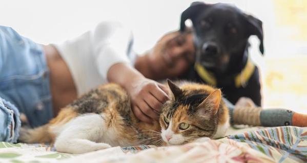Les raisons pour lesquelles les chiens et les chats veulent toujours dormir avec leurs maîtres