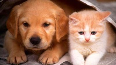Mythes et vérités sur les chiens et les chats qui vous surprendront