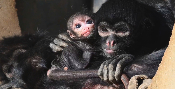 Un singe-araignée venu au monde au zoo de Chester pour sauver son espèce de l'extinction