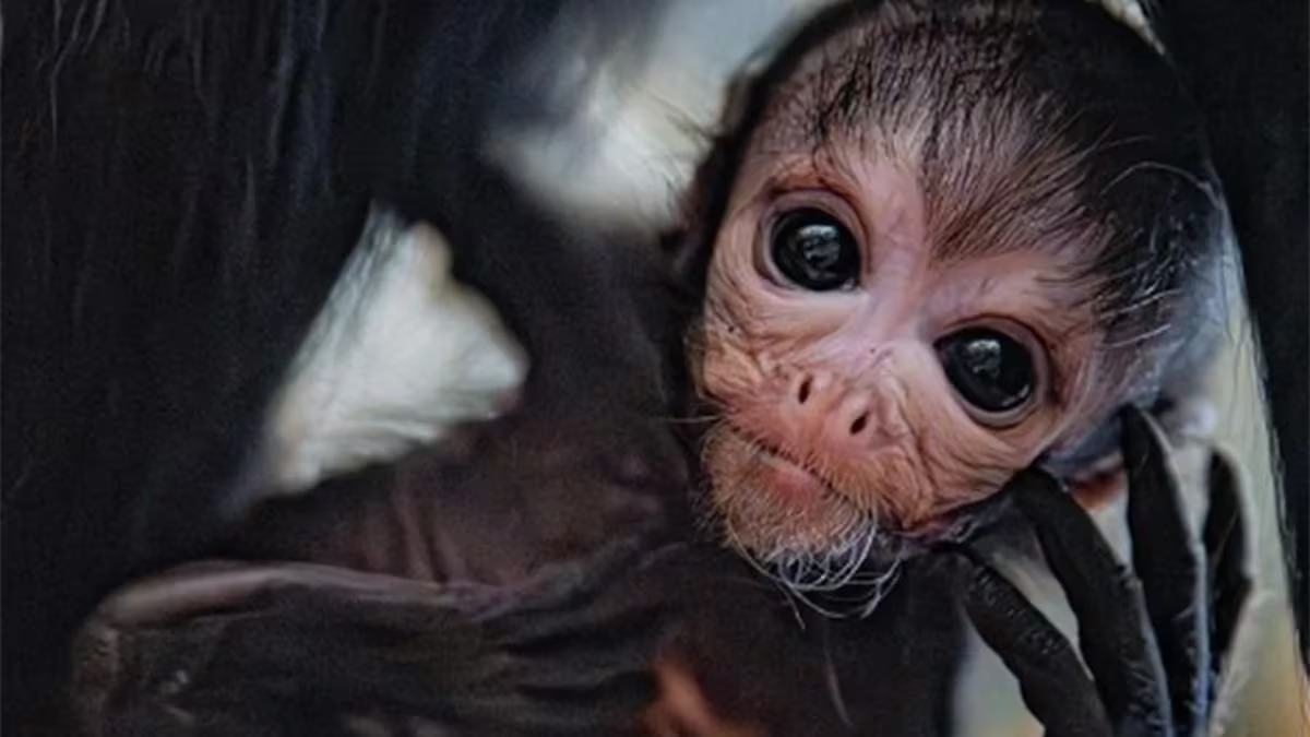 Un singe-araignée venu au monde au zoo de Chester pour sauver son espèce de l'extinction