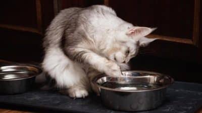 Pourquoi mon chat boit-il de l'eau avec sa patte ? La réponse est surprenante