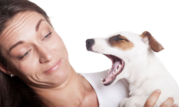Pourquoi mon chien a-t-il mauvaise haleine ? Causes et solutions